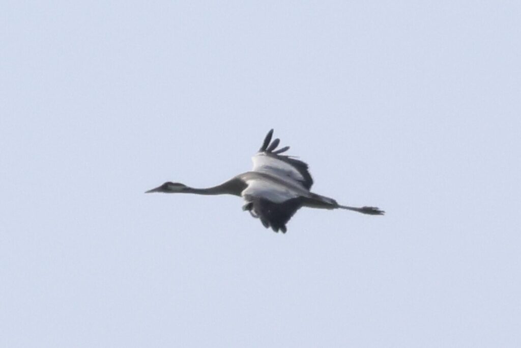 Common Crane