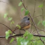 Common Redstart