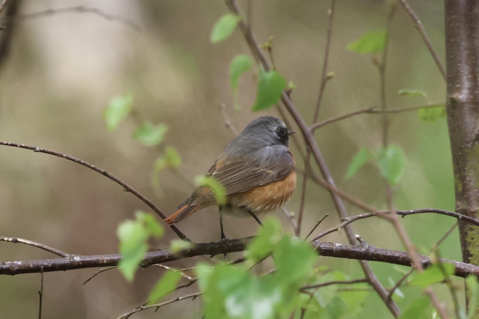 Common Redstart