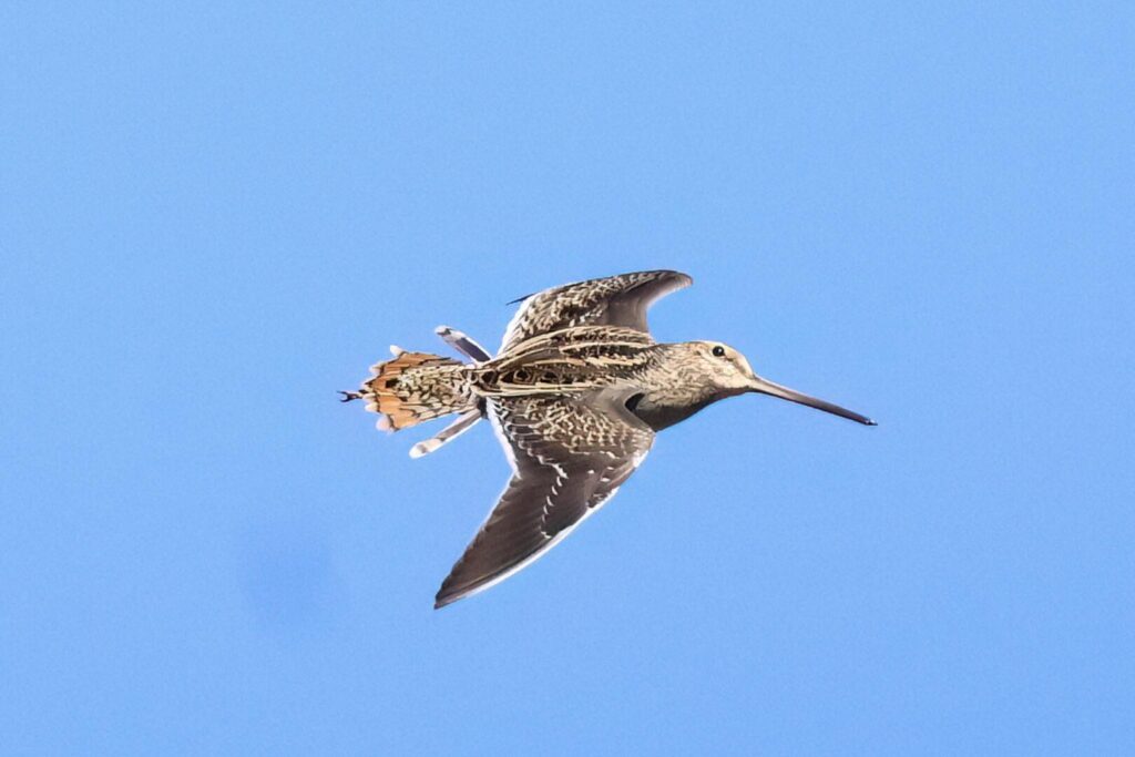 Common Snipe