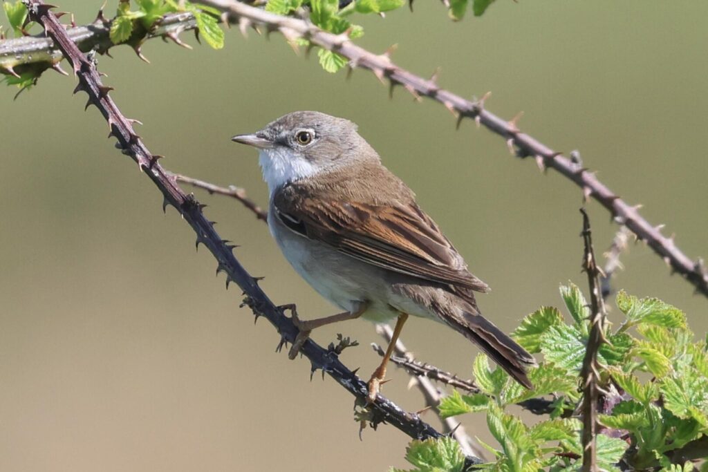 Common Whitethroat