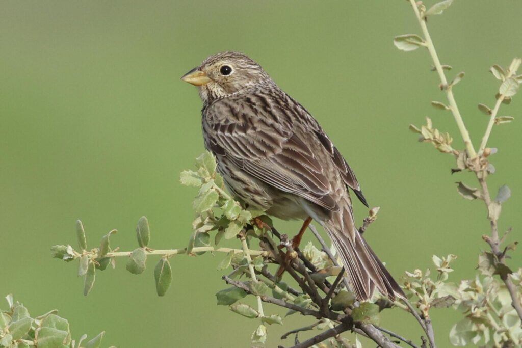 Corn Bunting