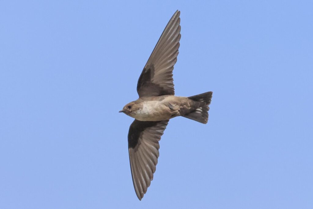 Crag Martin