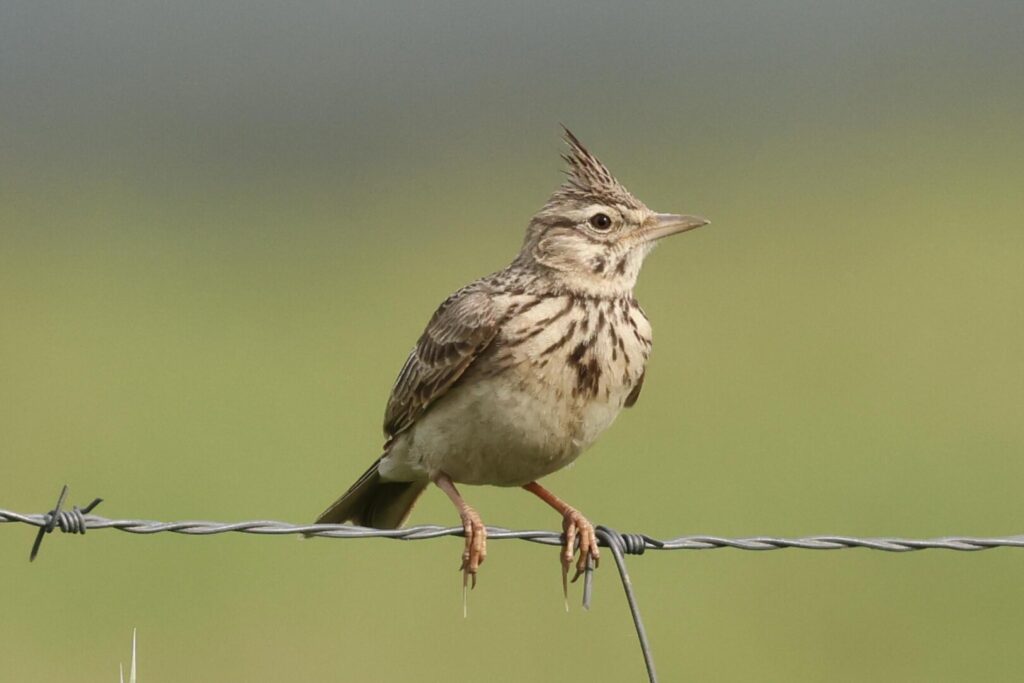 Crested Lark