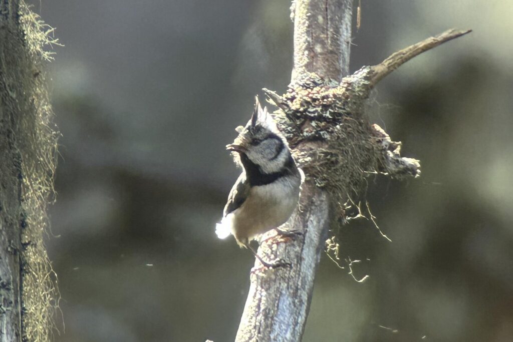 Crested Tit