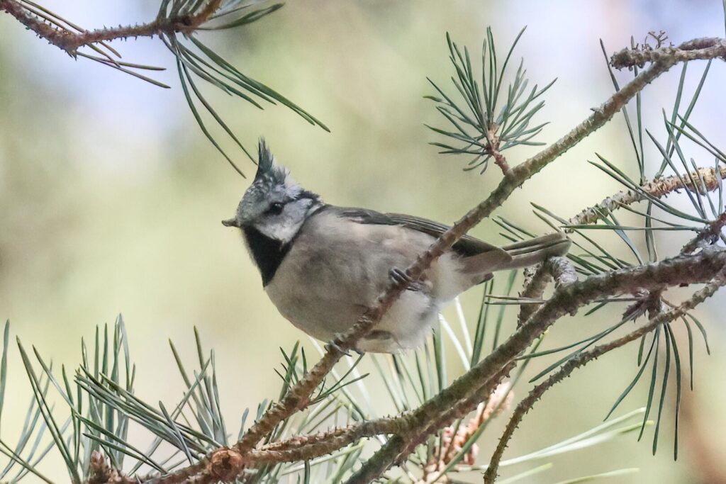 Crested Tit