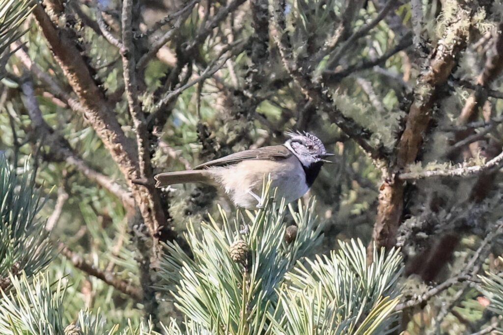 Crested Tit