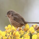 Dartford Warbler