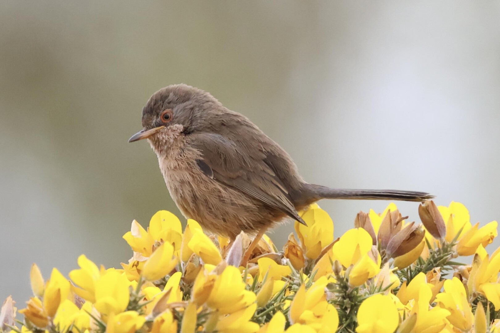 Dartford Warbler