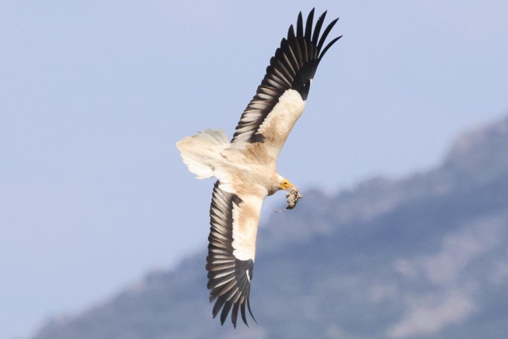Egyptian Vulture