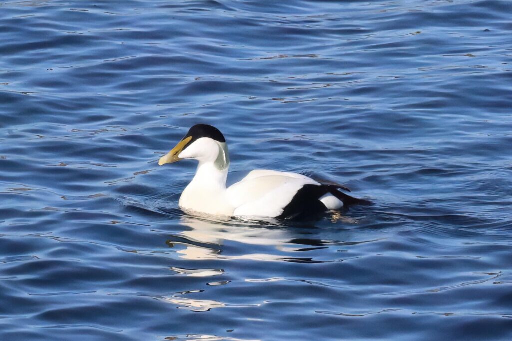 Eider
