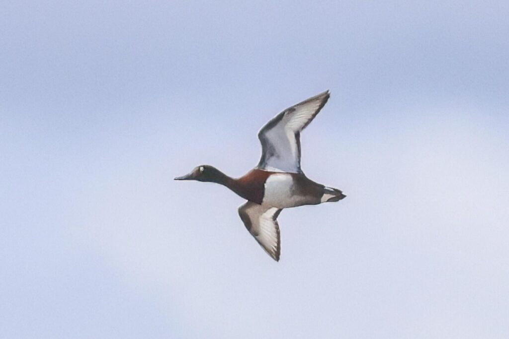Ferruginous Duck