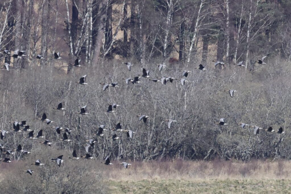 Geese
