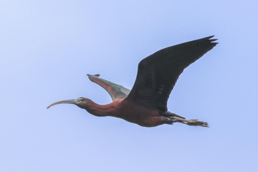 Glossy Ibis