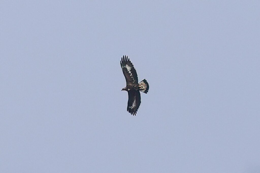 Golden Eagle