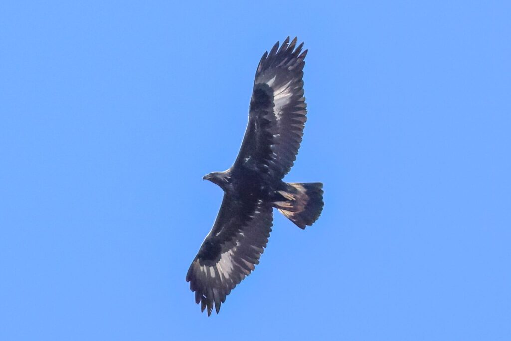 Golden Eagle