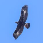 Golden Eagle