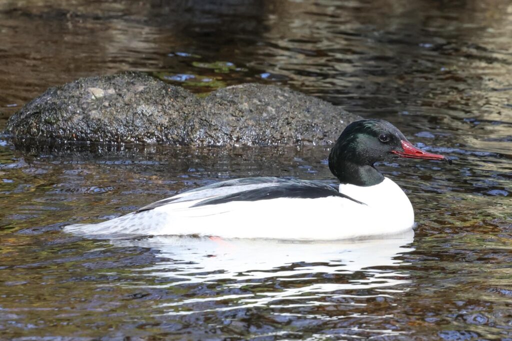 Goosander