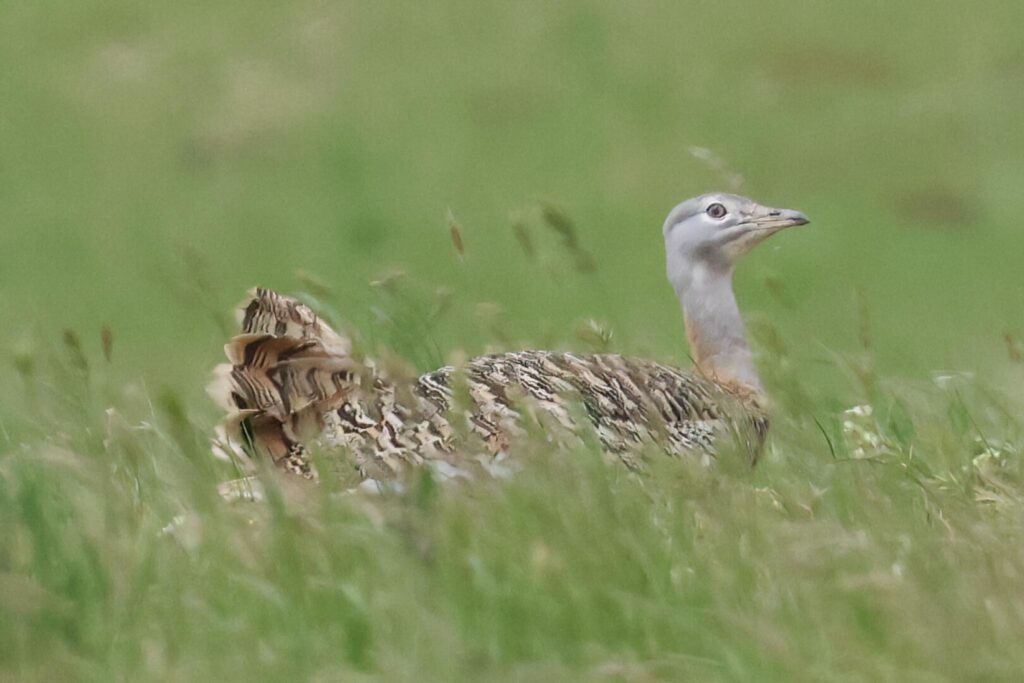 Great Bustard