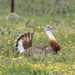 Great Bustard