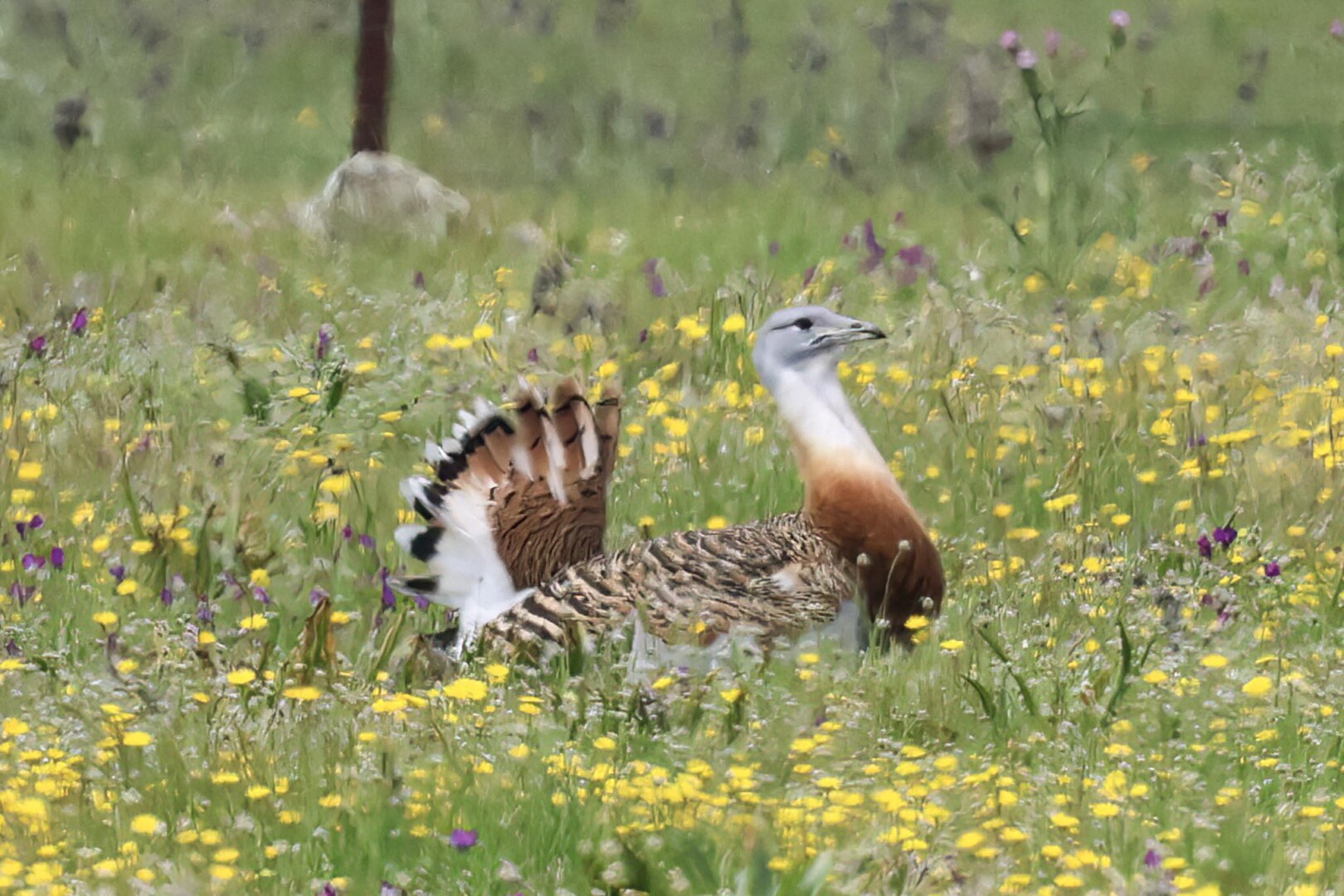 Great Bustard