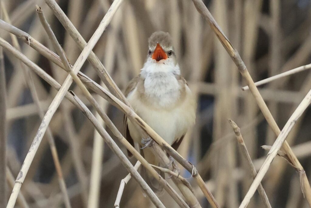 Great Reed Warbler
