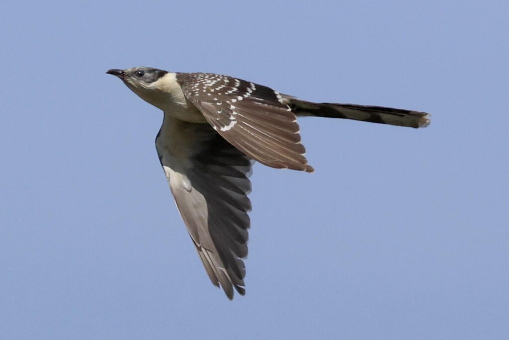 Great Spotted Cuckoo