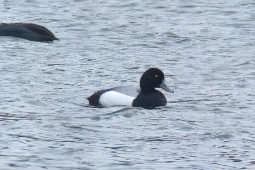 Greater Scaup