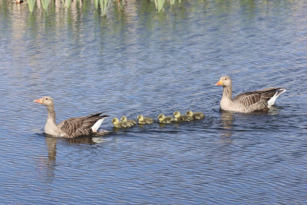 Greylag family