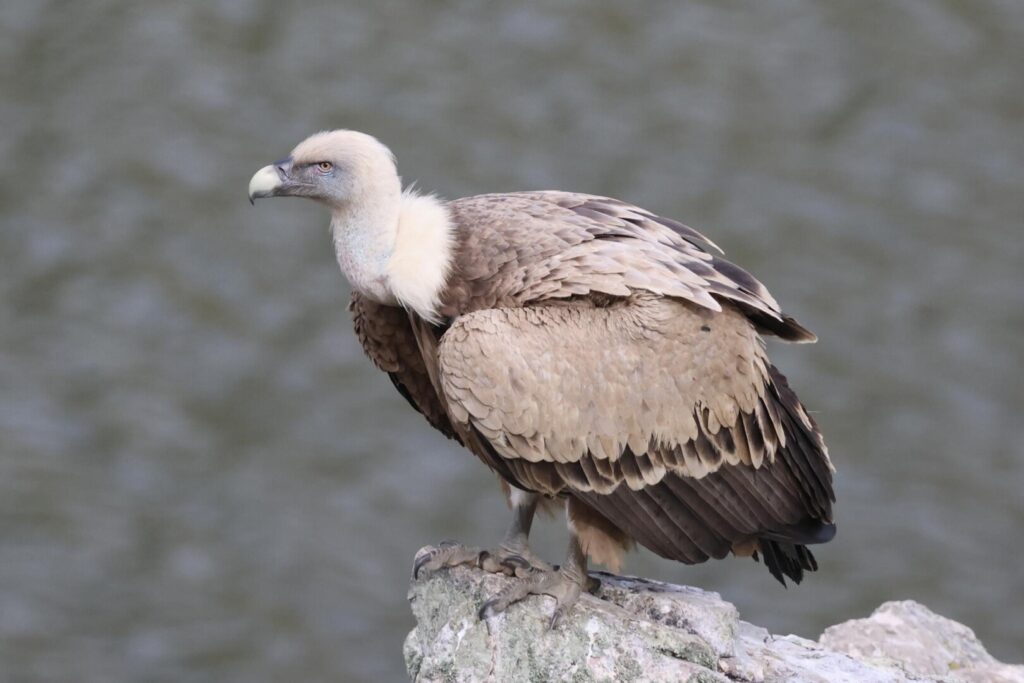 Griffon Vulture