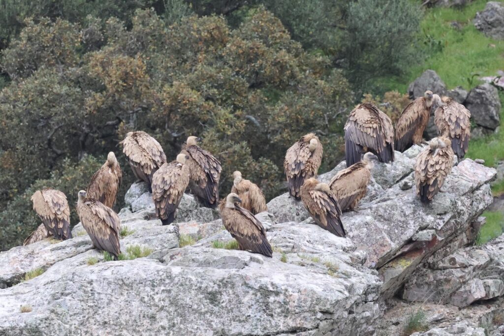 Griffon Vultures