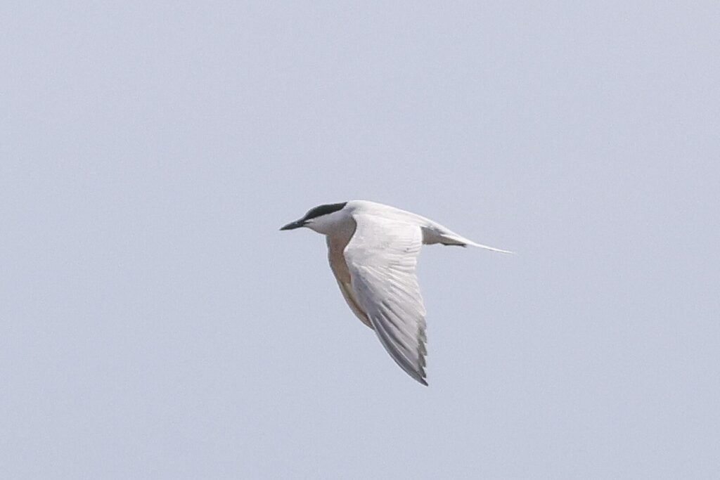 Gull-billed Tern
