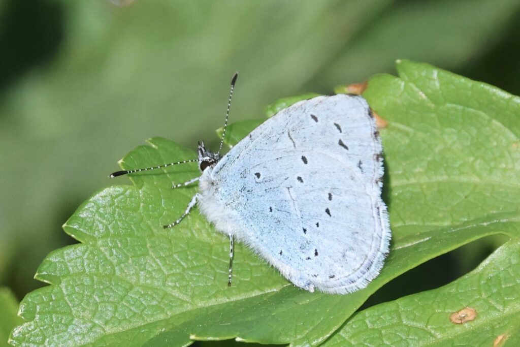 Holly Blue