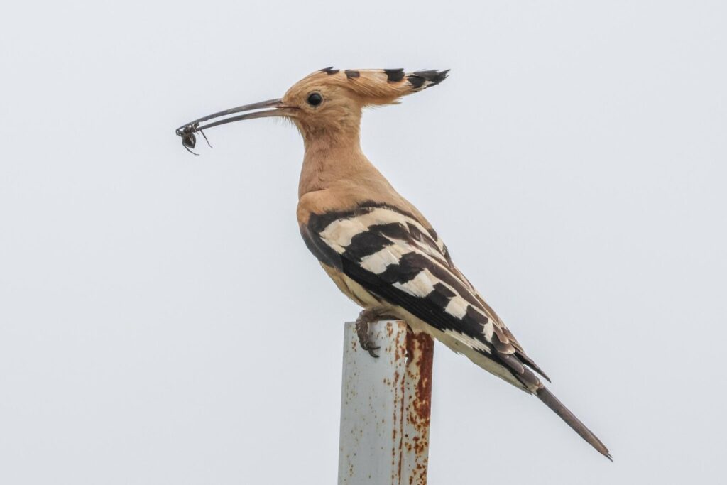 Hoopoe