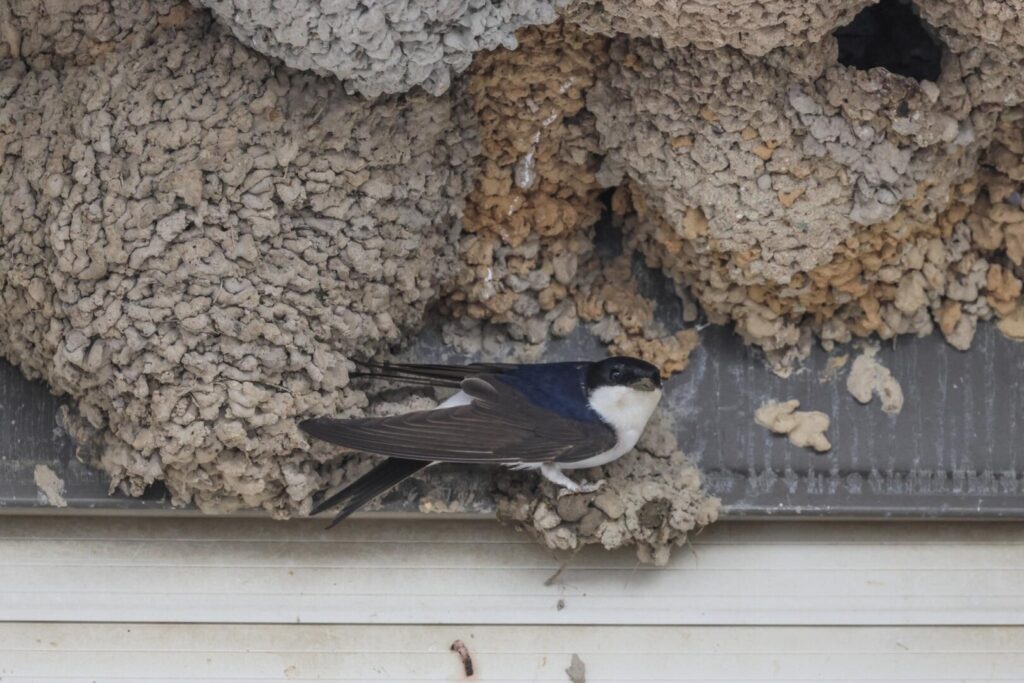 House Martin