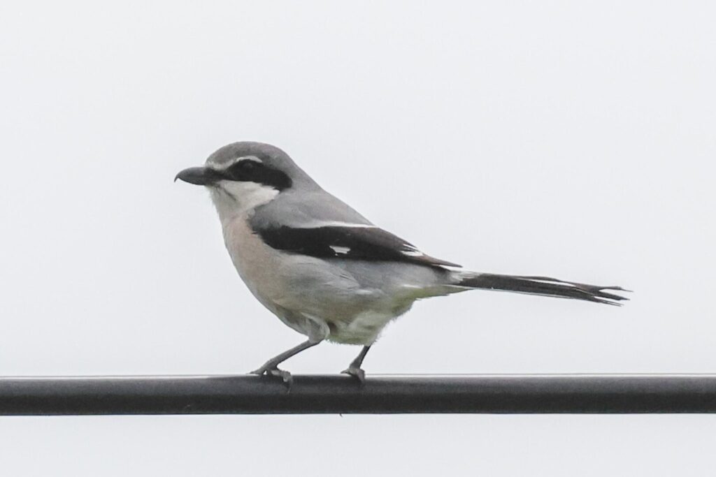 Iberian Grey Shrike