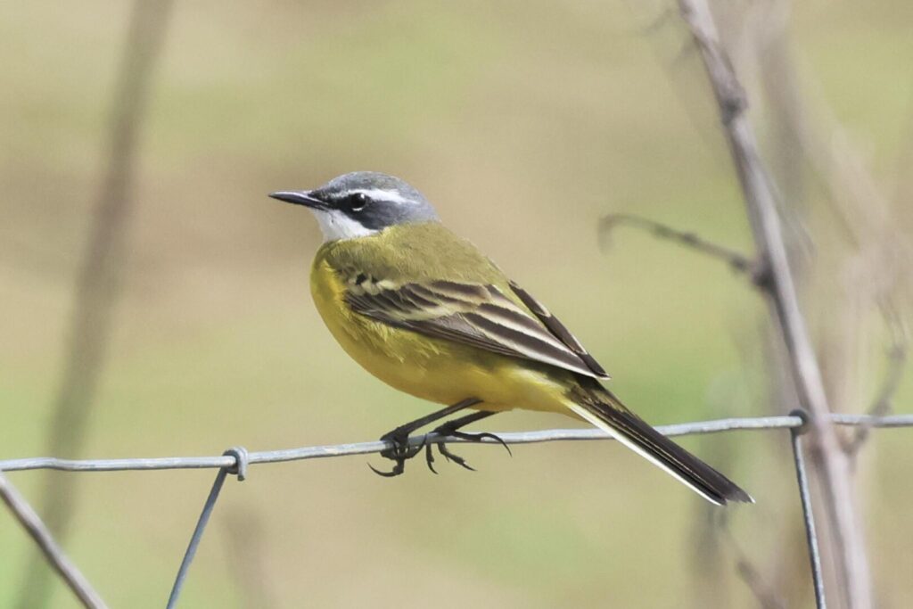 Iberian Wagtail