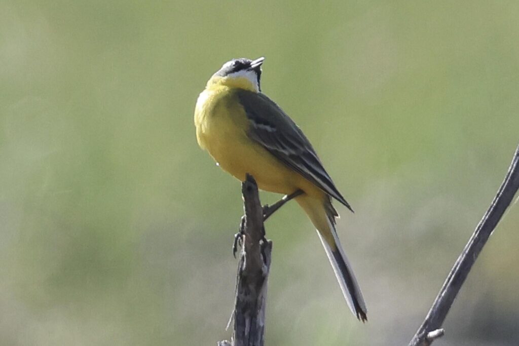 Iberian Wagtail