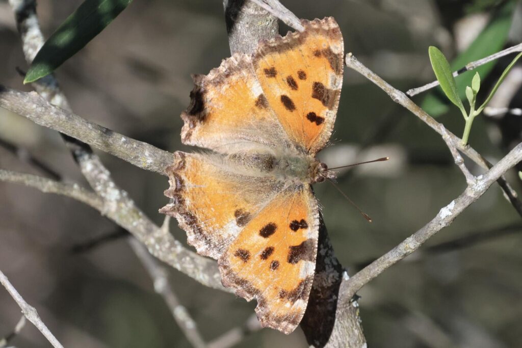 Large Tortoiseshell