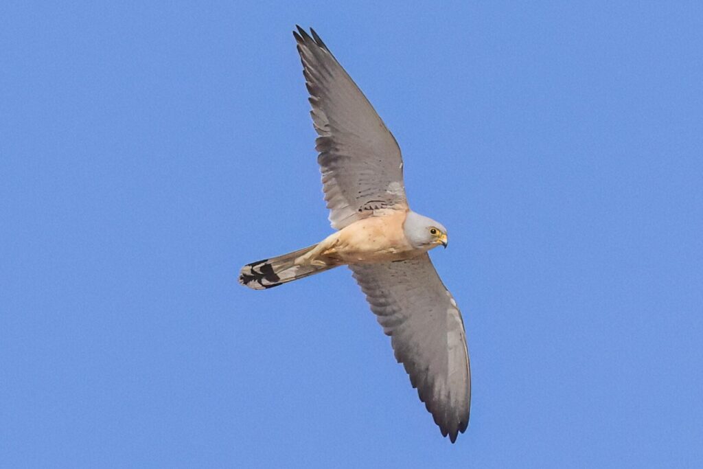 Lesser Kestrel