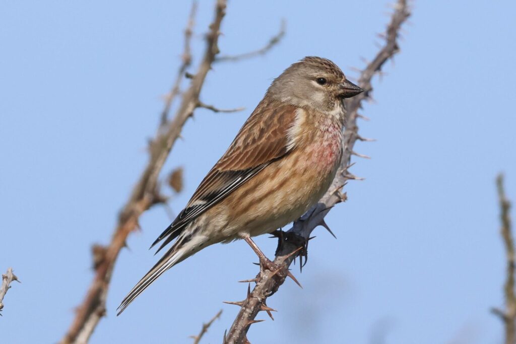 Linnet