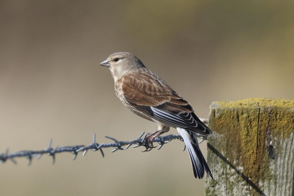 Linnet