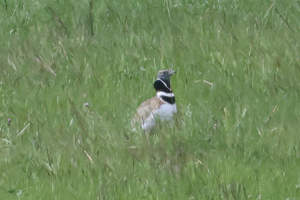 Little Bustard