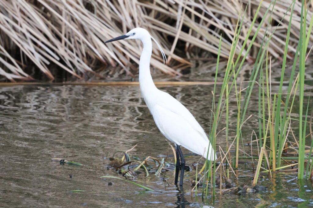 Little Egret