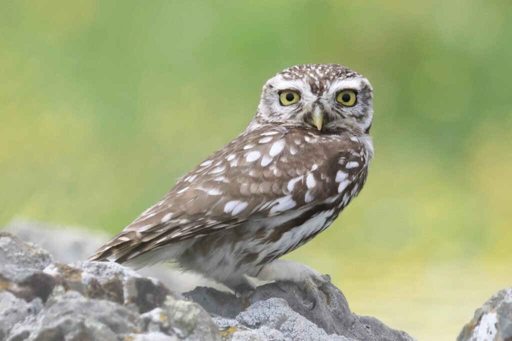 Little Owl