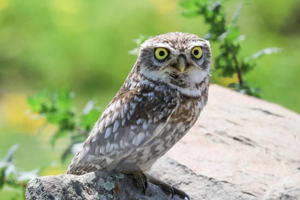 Little Owl