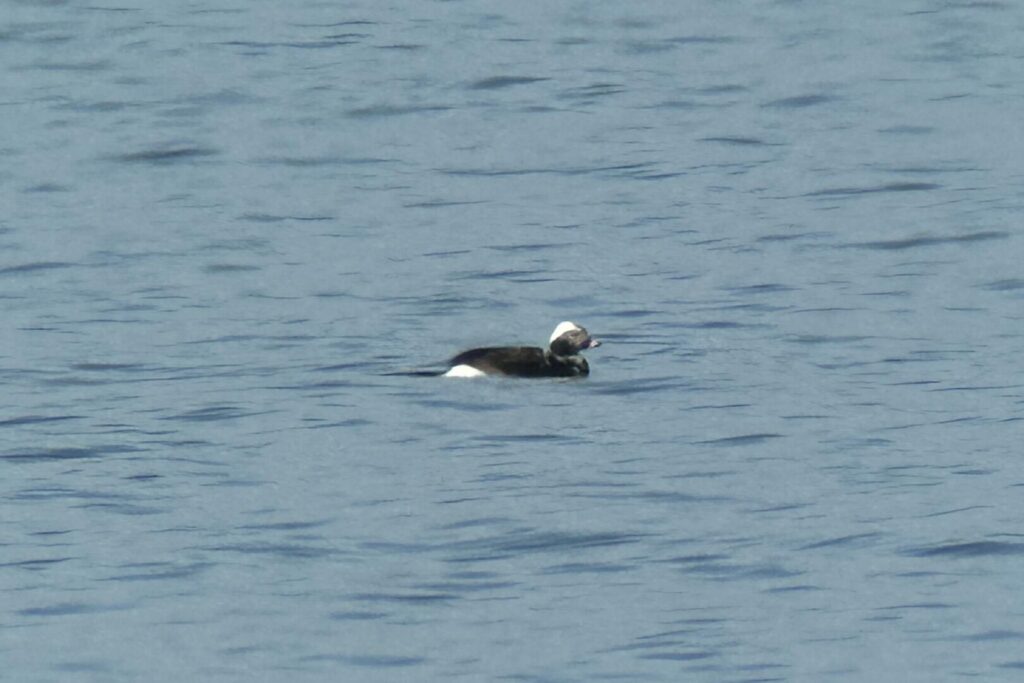Long-tailed Duck