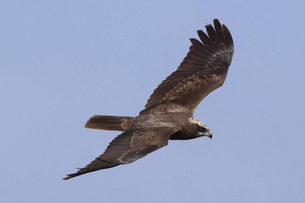 Marsh Harrier
