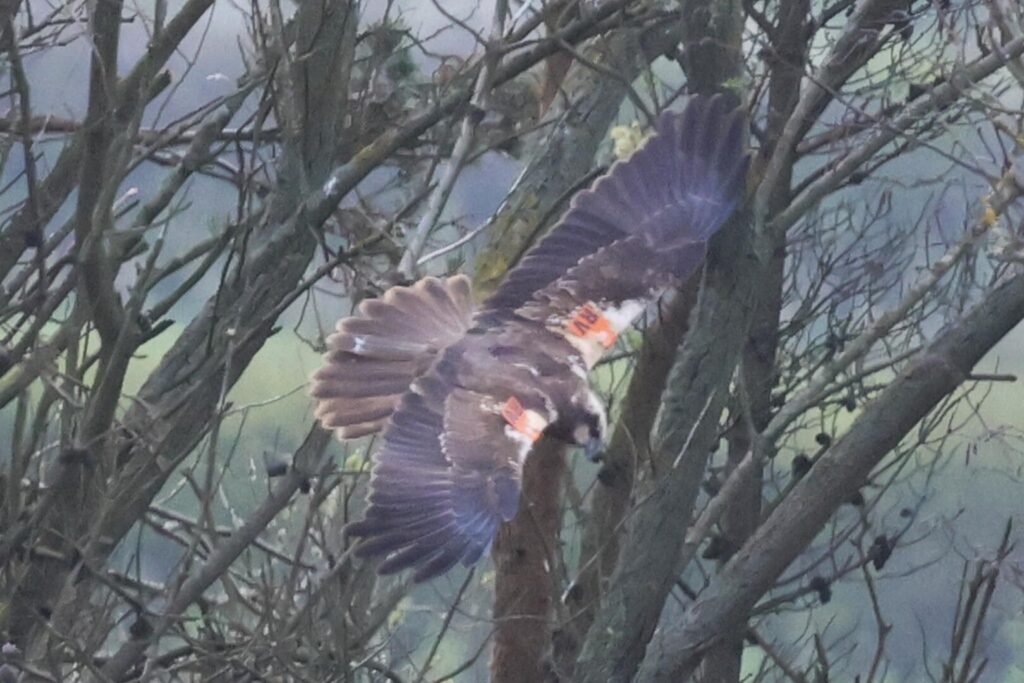 Marsh Harrier