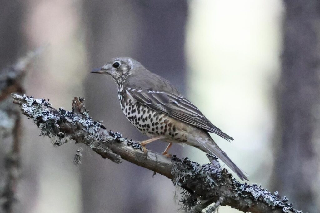 Mistle Thrush